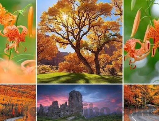 泰国对巴林足球比分-绿茵烽火，泰国与巴林足球比分的风云变幻